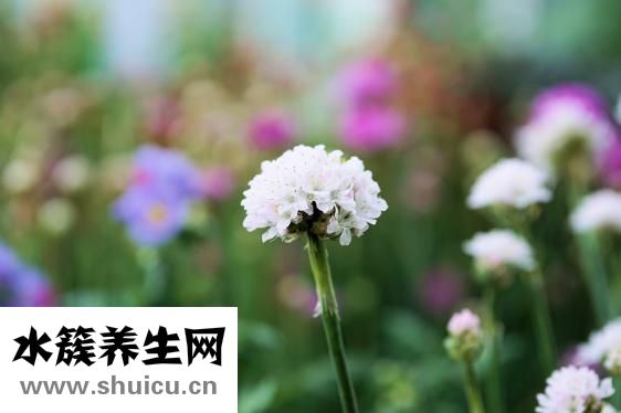 孕婦能吃酸菜嗎