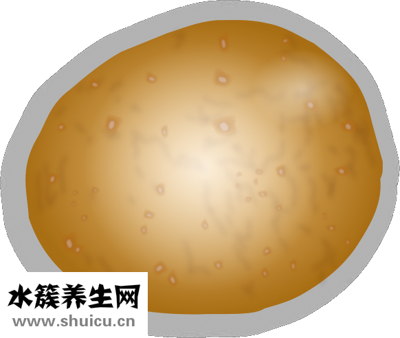 土豆是根還是莖