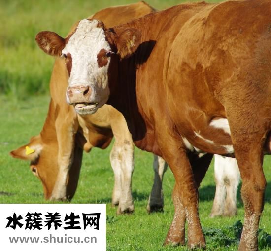 什么食物高蛋白