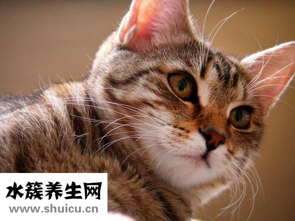 孕婦能不能化妝