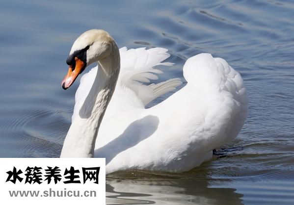 孕婦可以吃毛蛋嗎