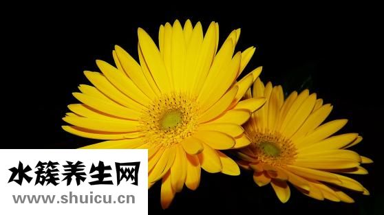 晚上能吃雞蛋嗎