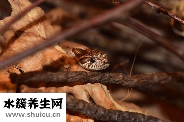 烏魚子是什么東西