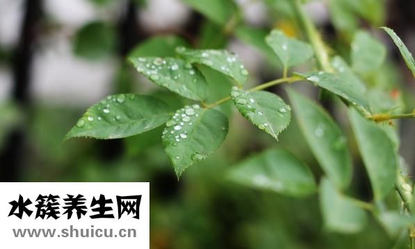 什么人不能吃石斛