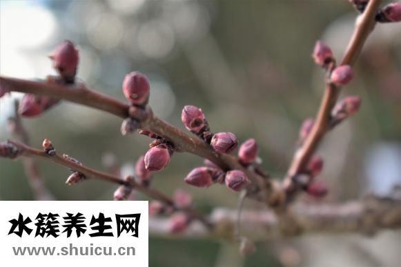 什么跑步機(jī)好