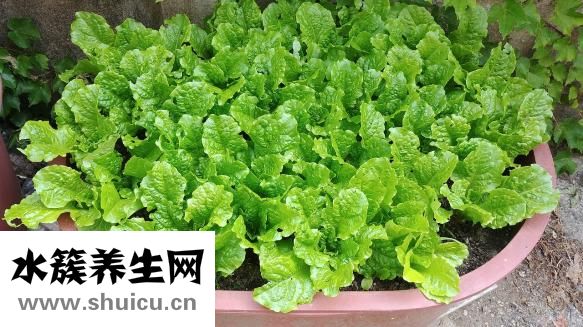 什么東西可以除臭