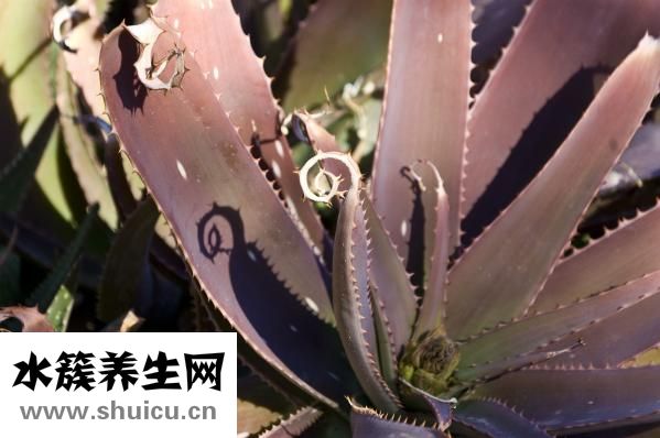 墨旱蓮的功效與作用