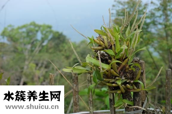 雙歧桿菌益生菌