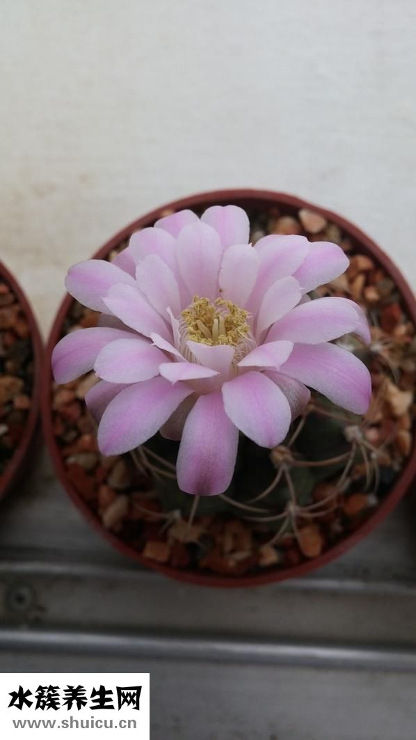 小拇指發(fā)麻