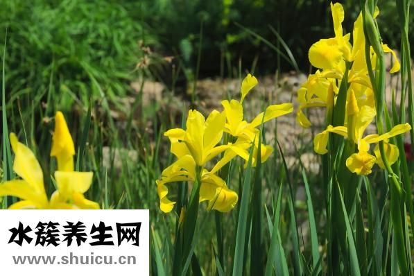 體寒的人怎么調理