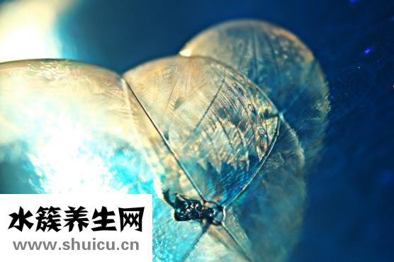 四物湯的功效與禁忌