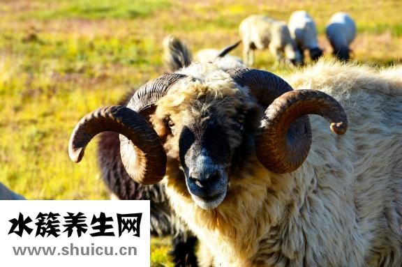 下肢動(dòng)脈粥樣硬化