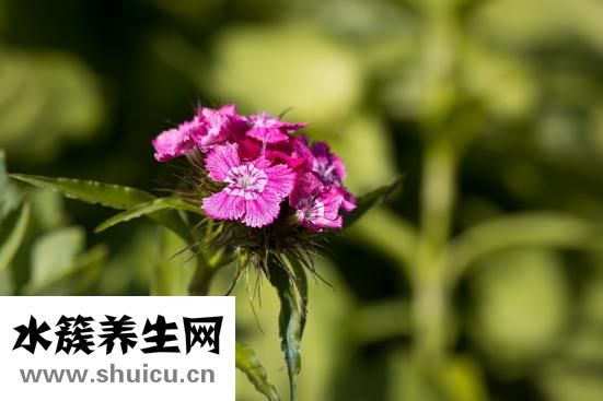 什么是內(nèi)分泌失調(diào)