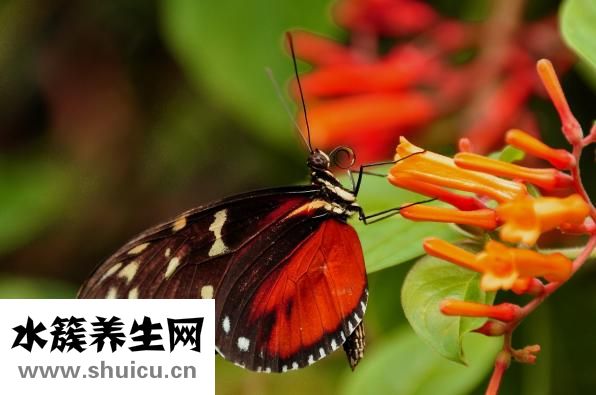 下肢動(dòng)脈粥樣硬化