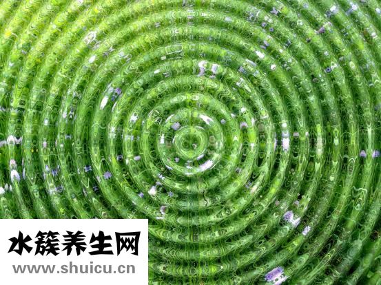 孕婦能吃桂花嗎