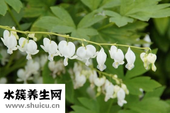 先兆性流產的原因