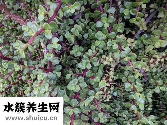 仙人掌可以防輻射嗎