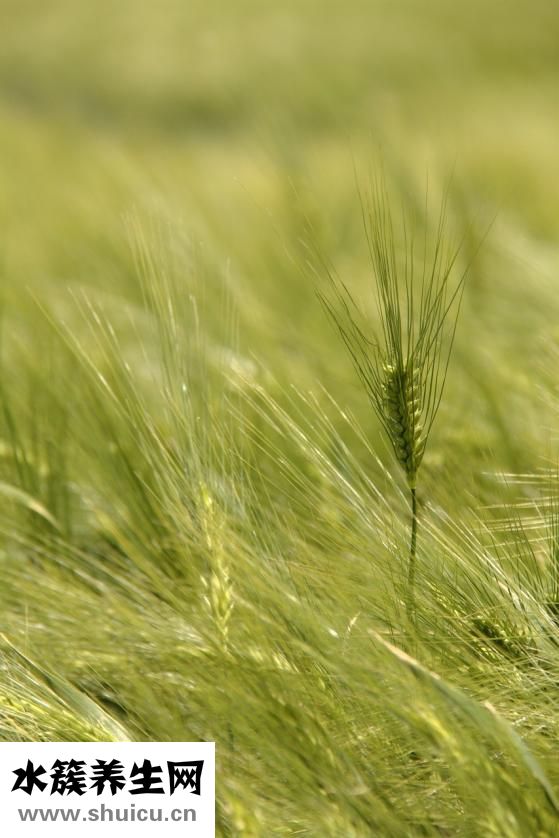 孕婦能吃龍眼嗎