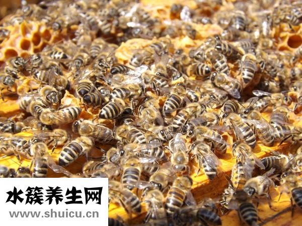 怎樣治失眠的小妙方