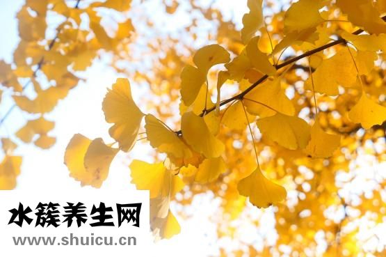 醫學食療與健康