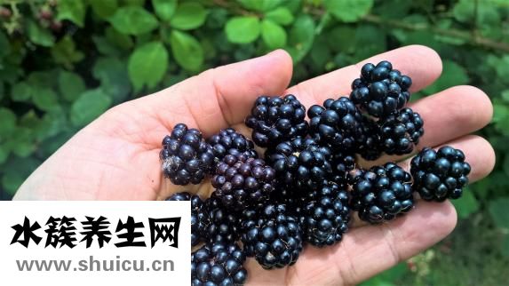 娃娃菜能生吃嗎