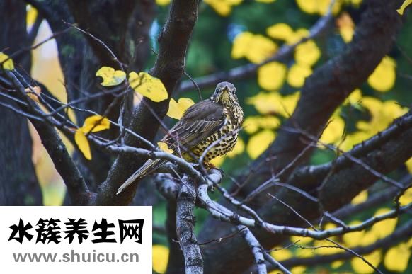 小柴胡顆粒的成分