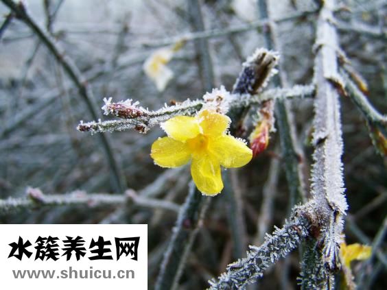 手腳冰涼吃什么