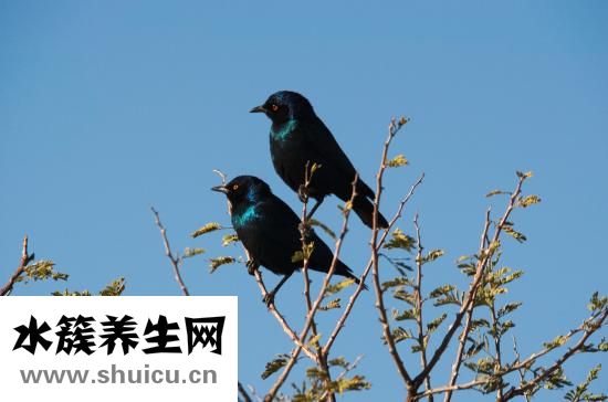 嬰兒打嗝怎么辦