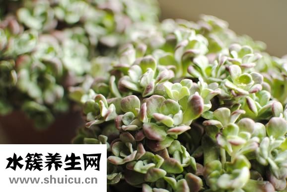 五皮風的功效與作用