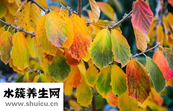 小柴胡顆粒的成分