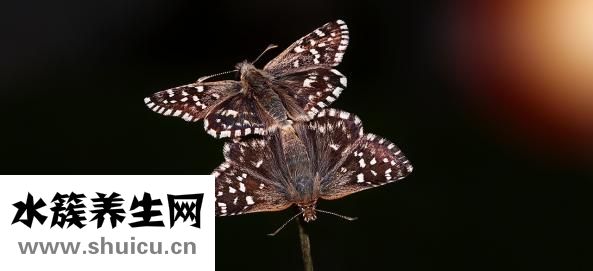 受精卵著床時間