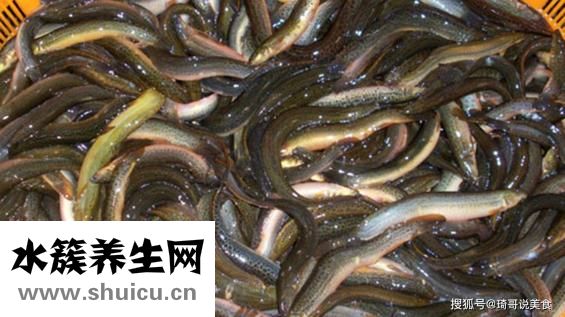 孕婦能吃泥鰍嗎