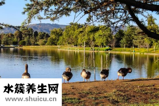 頭孢屬于抗生素嗎