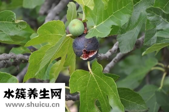 無花果干怎么吃