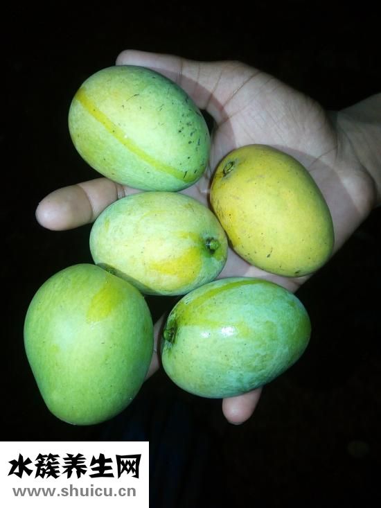 孕婦可以吃芒果不