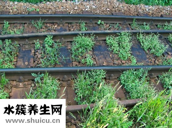 大腸和小腸的區別