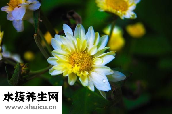 孕婦可以吃春芽嗎