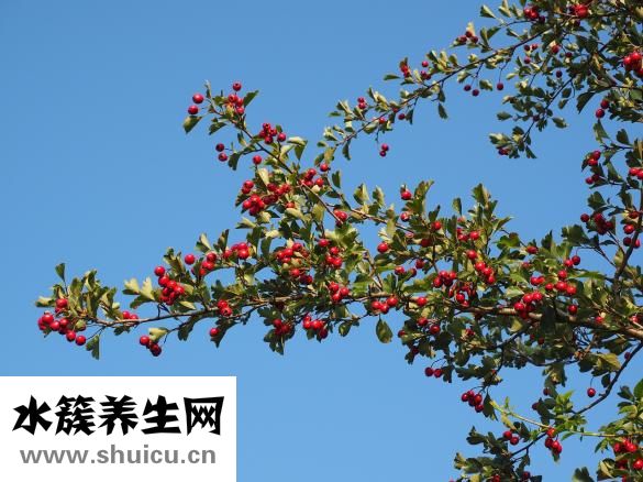 孕婦山楂能吃嗎