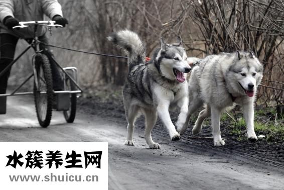 嗓子啞是什么原因