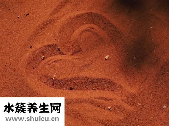 人的五臟六腑圖