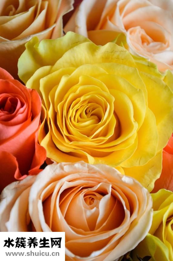 下肢靜脈功能不全