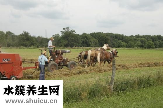 上海青怎么炒好吃