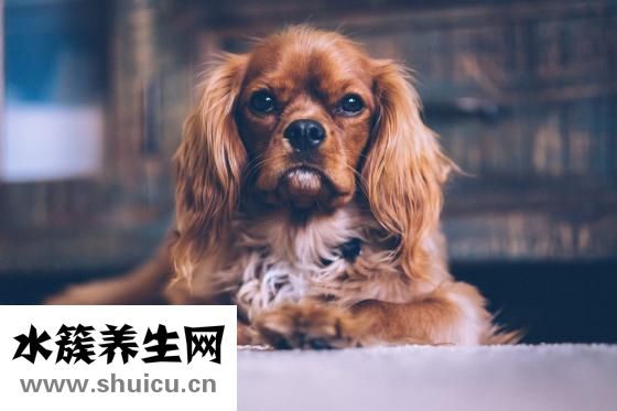 天麻怎么吃才好