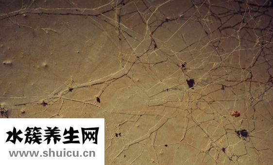 乙肝兩對半檢查