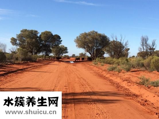 土豆中毒的癥狀