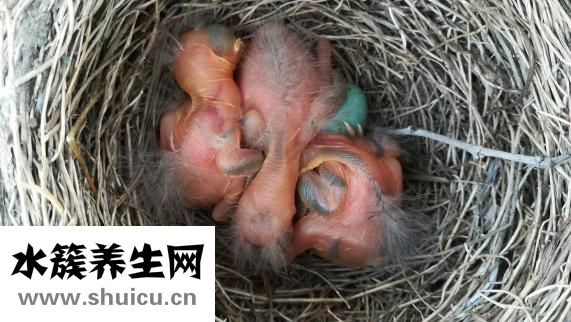 心臟疼怎么回事