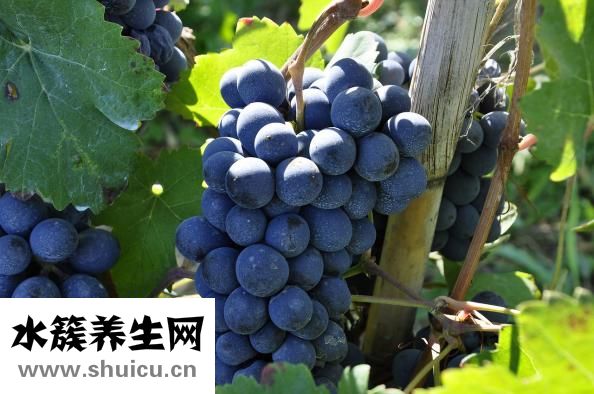 哮喘吃什么水果好