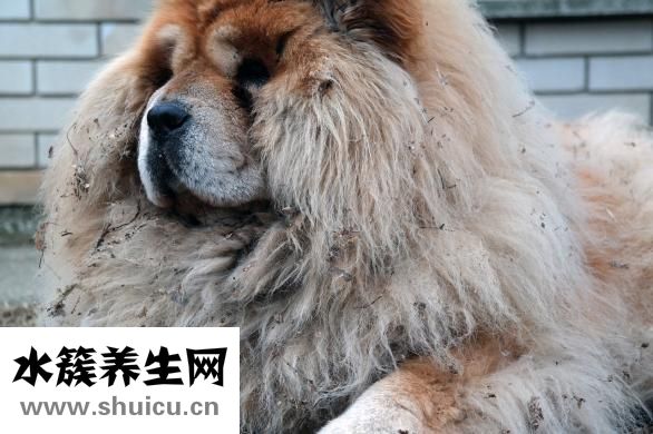 孕婦可以吃螺螄粉