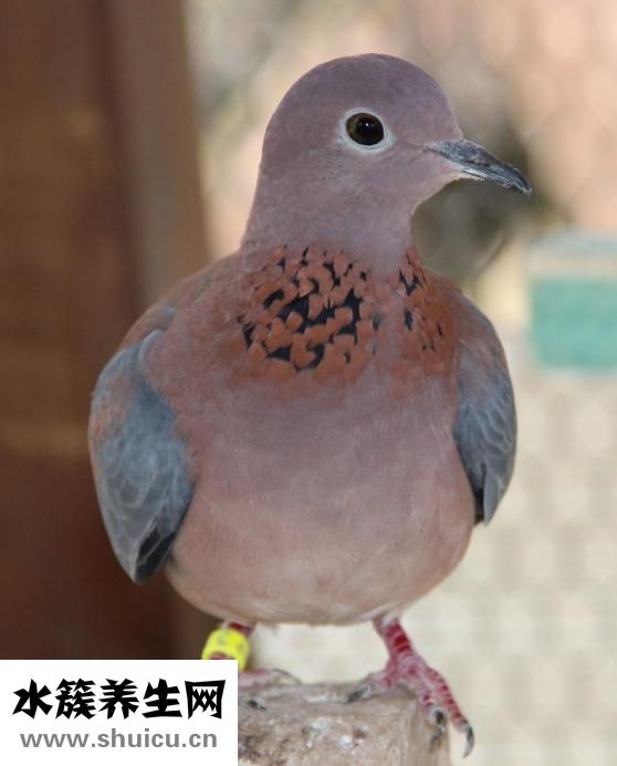 孕婦可以吃鴿子嗎