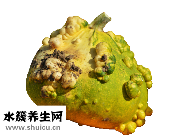 喝中藥能吃羊肉嗎